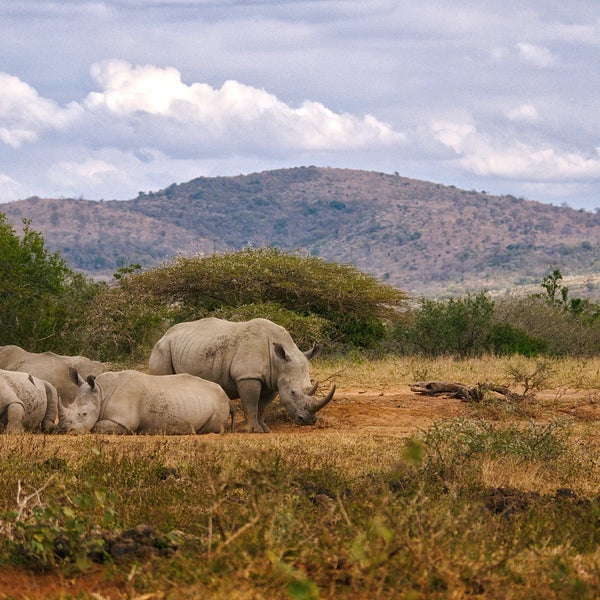 Safari Mapeka