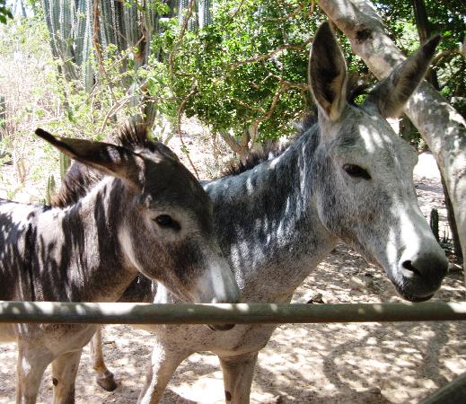 Donkey Sanctuary Aruba