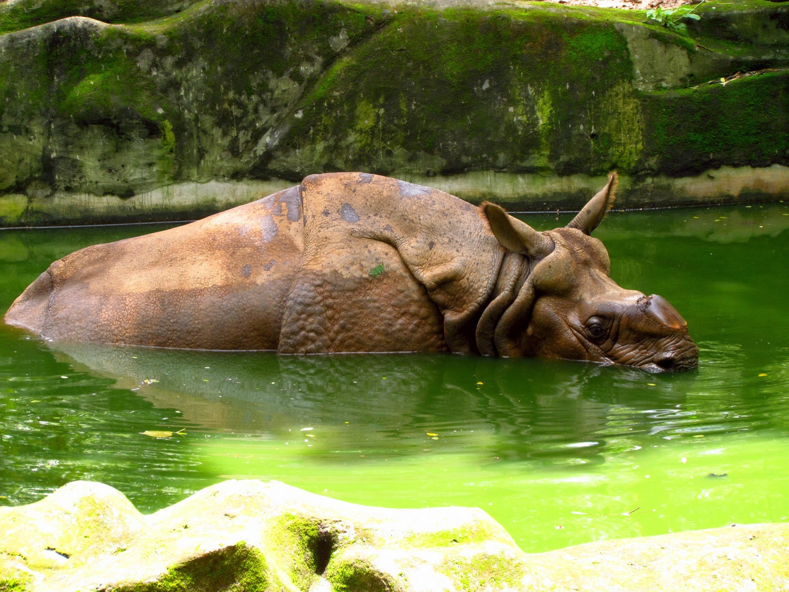 Thiruvananthapuram Zoo