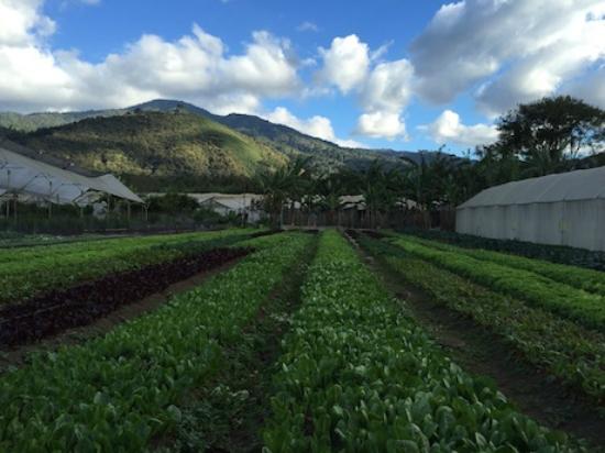 Caoba Farms