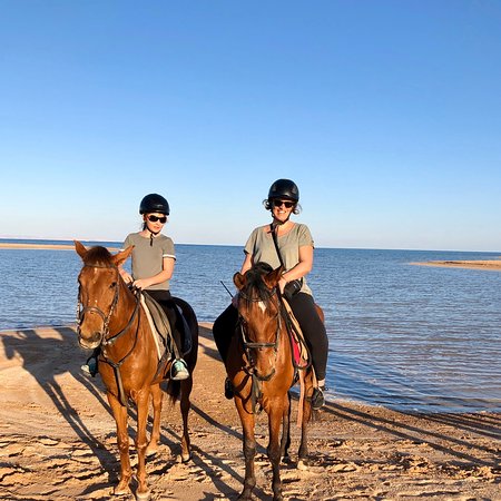 Habiba Horse