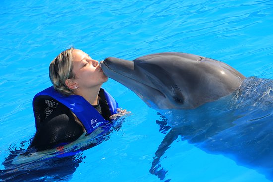 Cabo Dolphins by Cabo Adventures