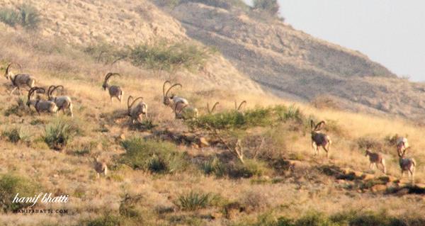 Kirthar National Park