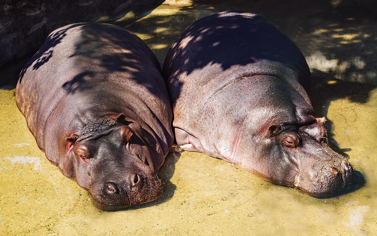 Hippos - Centre Equestre