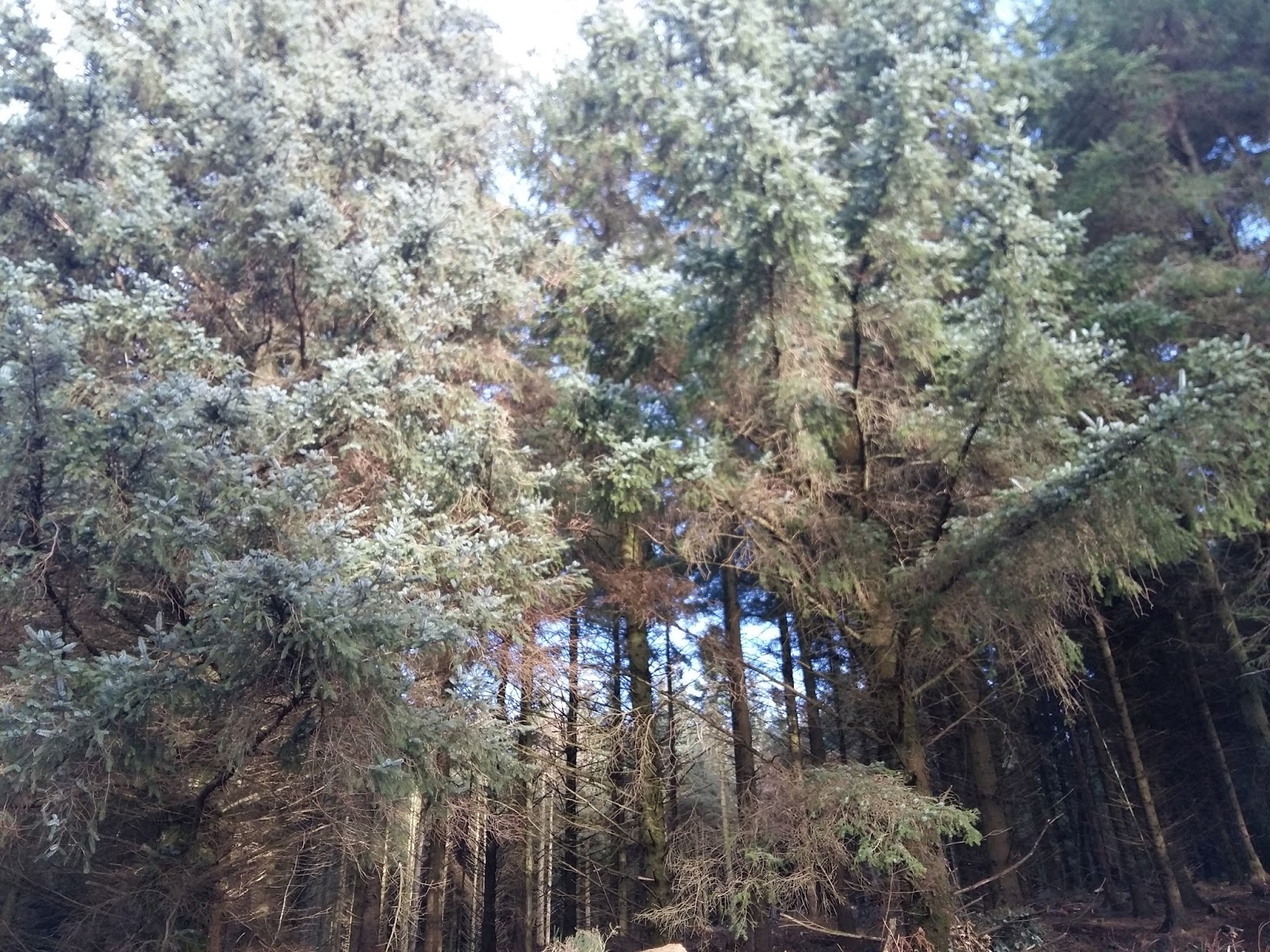 Mabie Forest