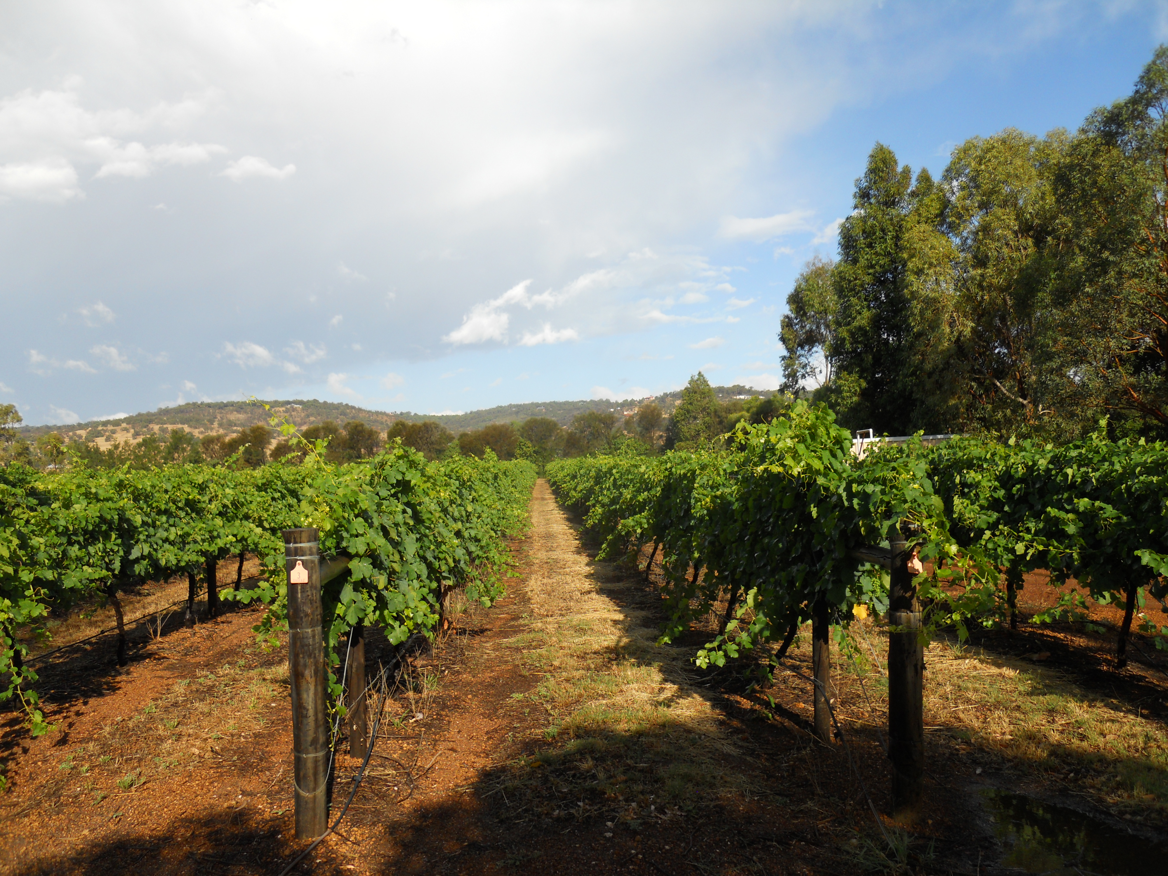 Swan Valley Vineyards
