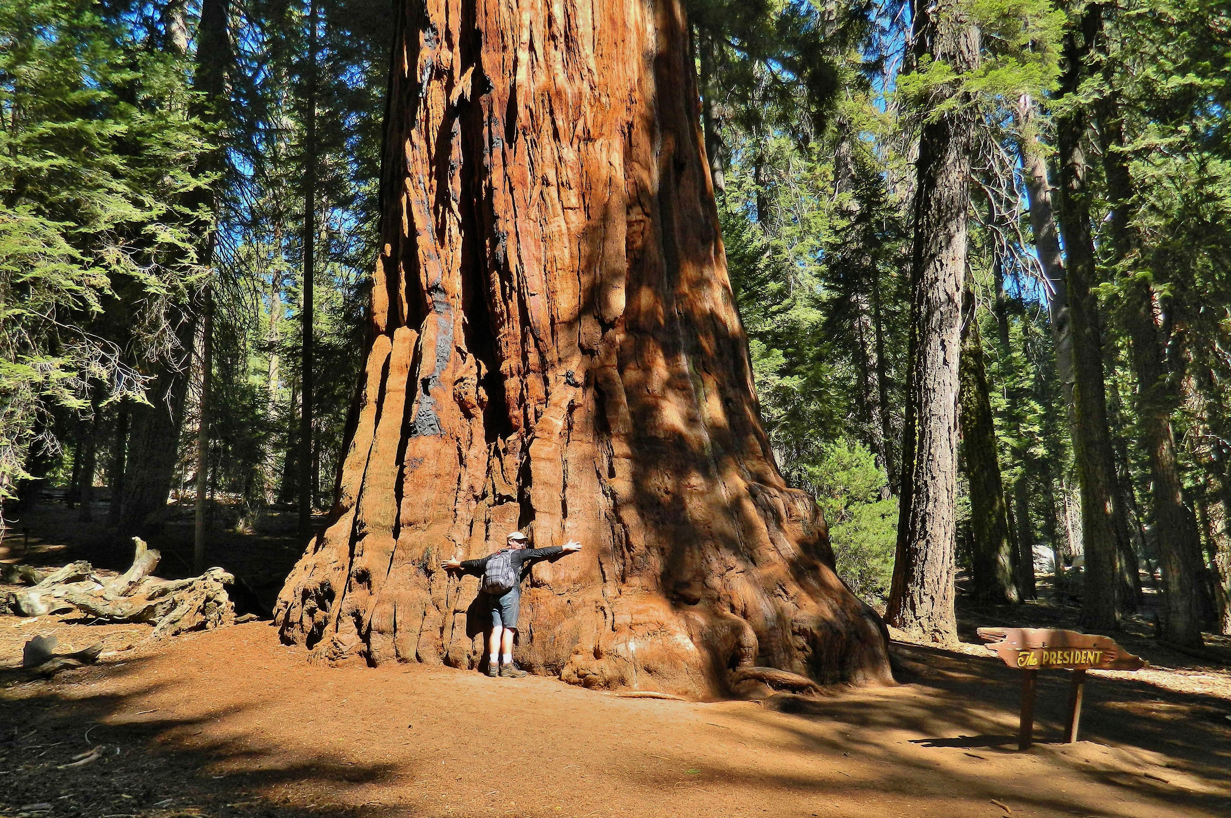Xueshan Giant Tree
