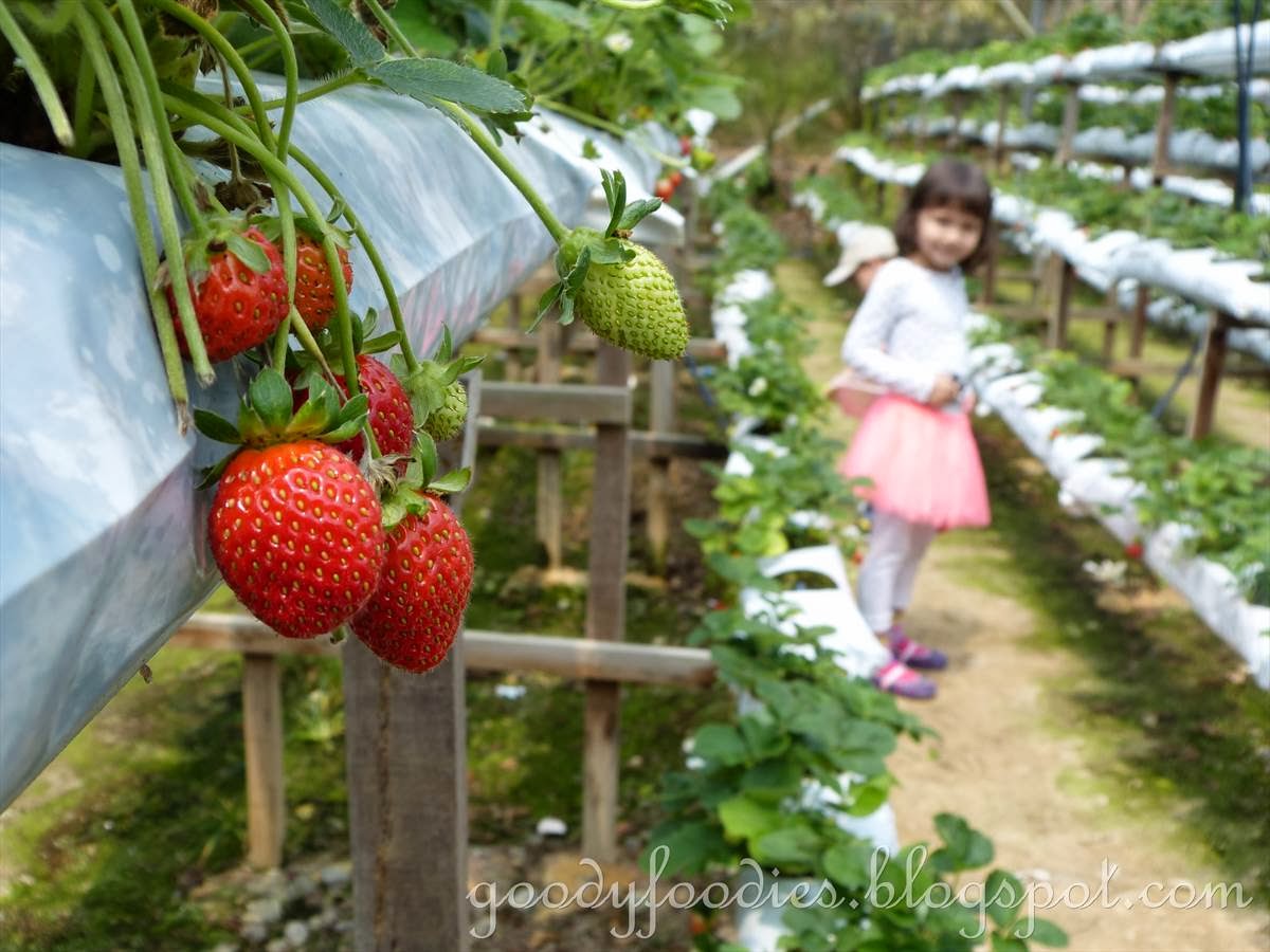 Arai Farm Happy Strawberry Farm