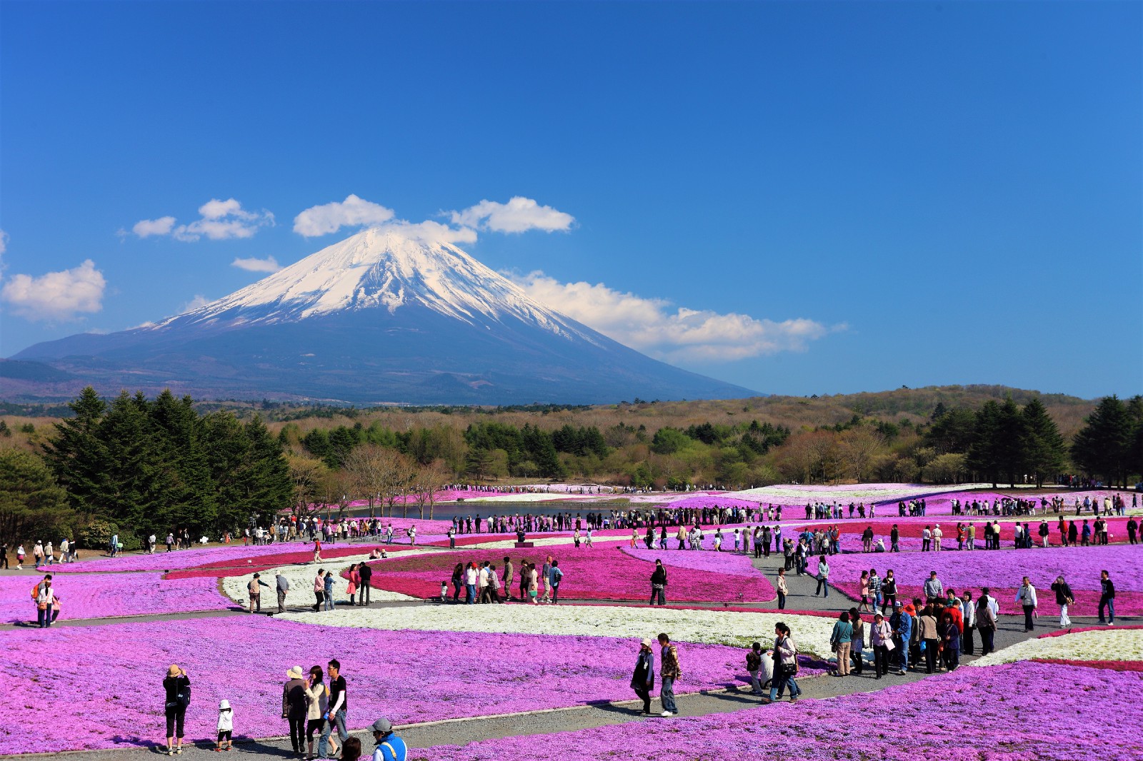Fuji Festival