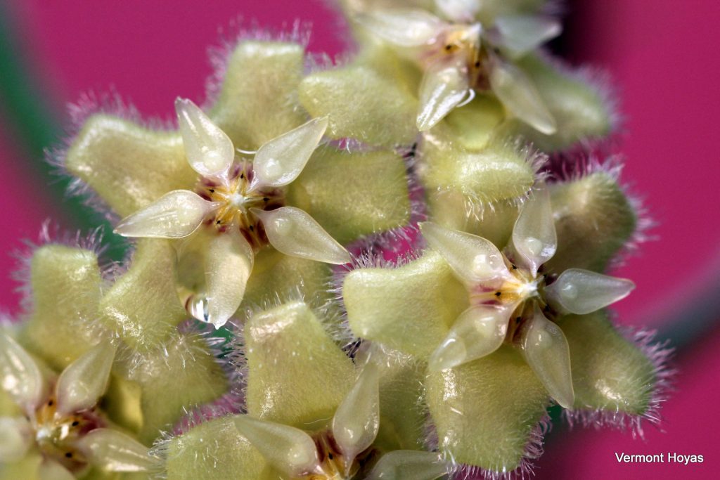 Furusatomura Hoya