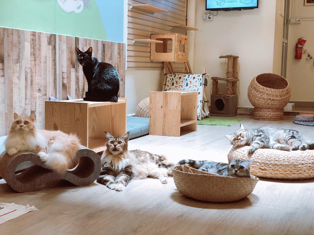 The Cat Cafe