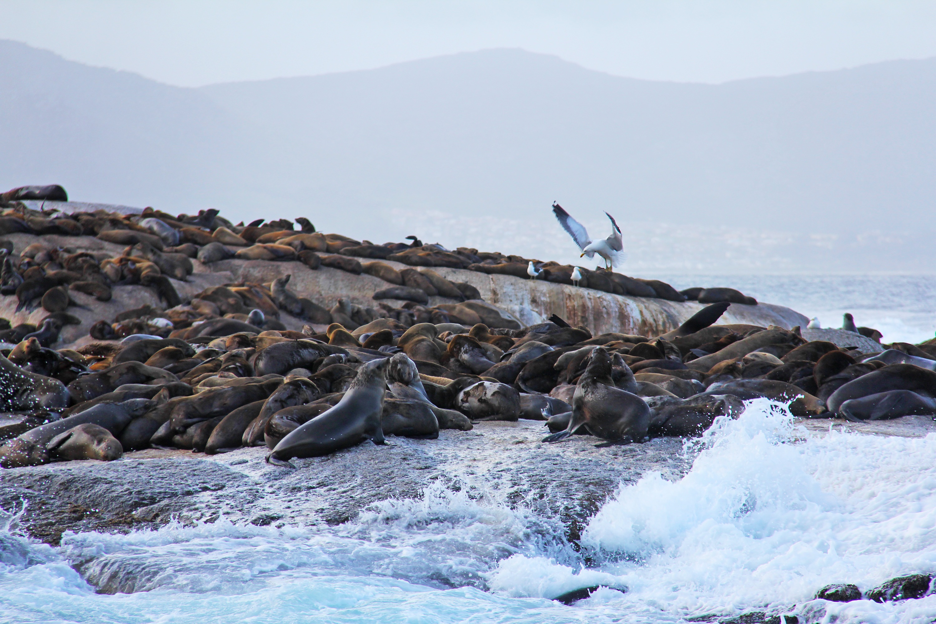 Seal Island