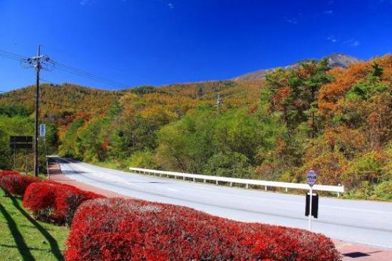 Yatsugatake Highland Larch Forest