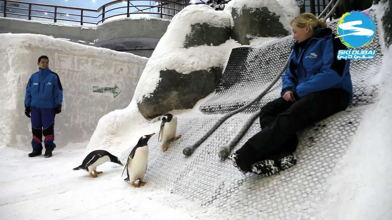 Snow Penguins at Ski Dubai