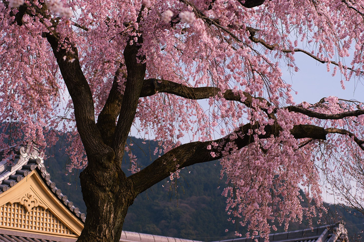 Millennium Center Sakura