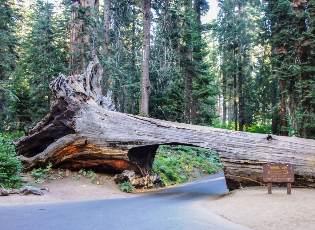 Tunnel Log