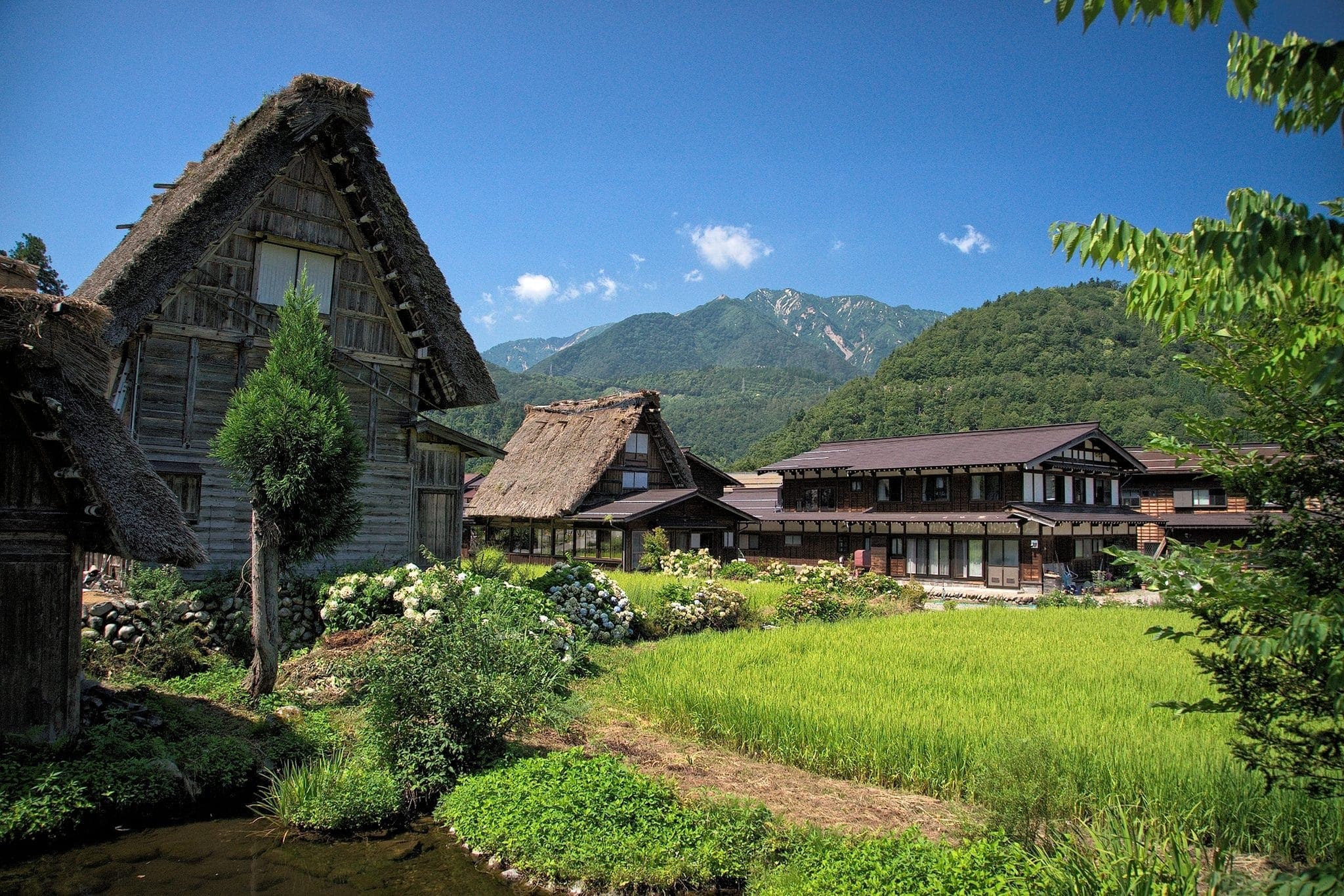 Ikuko Shirakawa