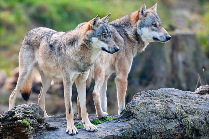 Wolfsschutz