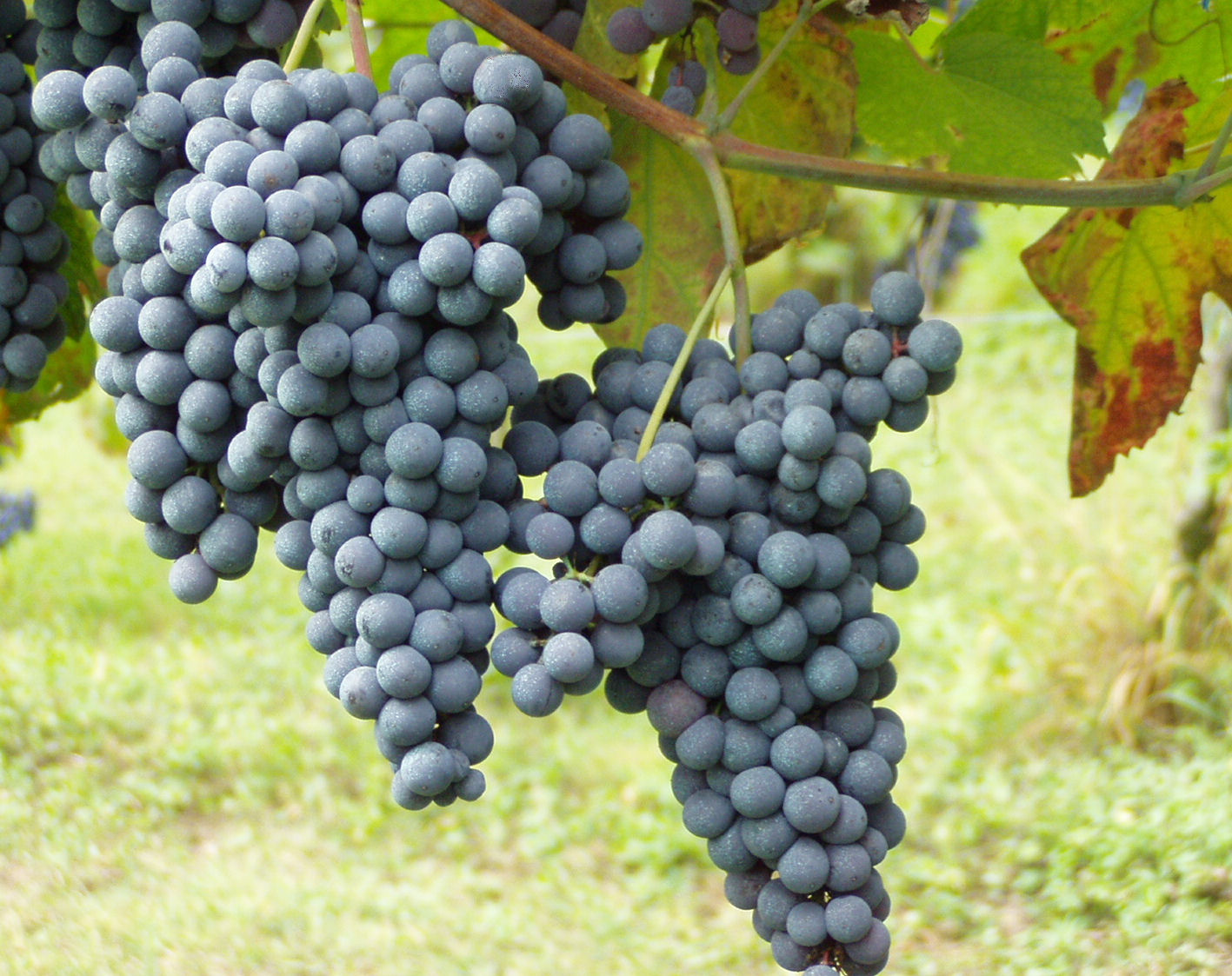 The Grapes