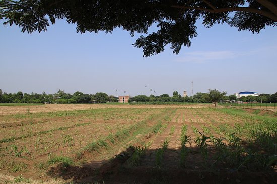 Punjab Agricultural University Museum