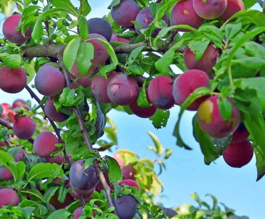 Plum Garden