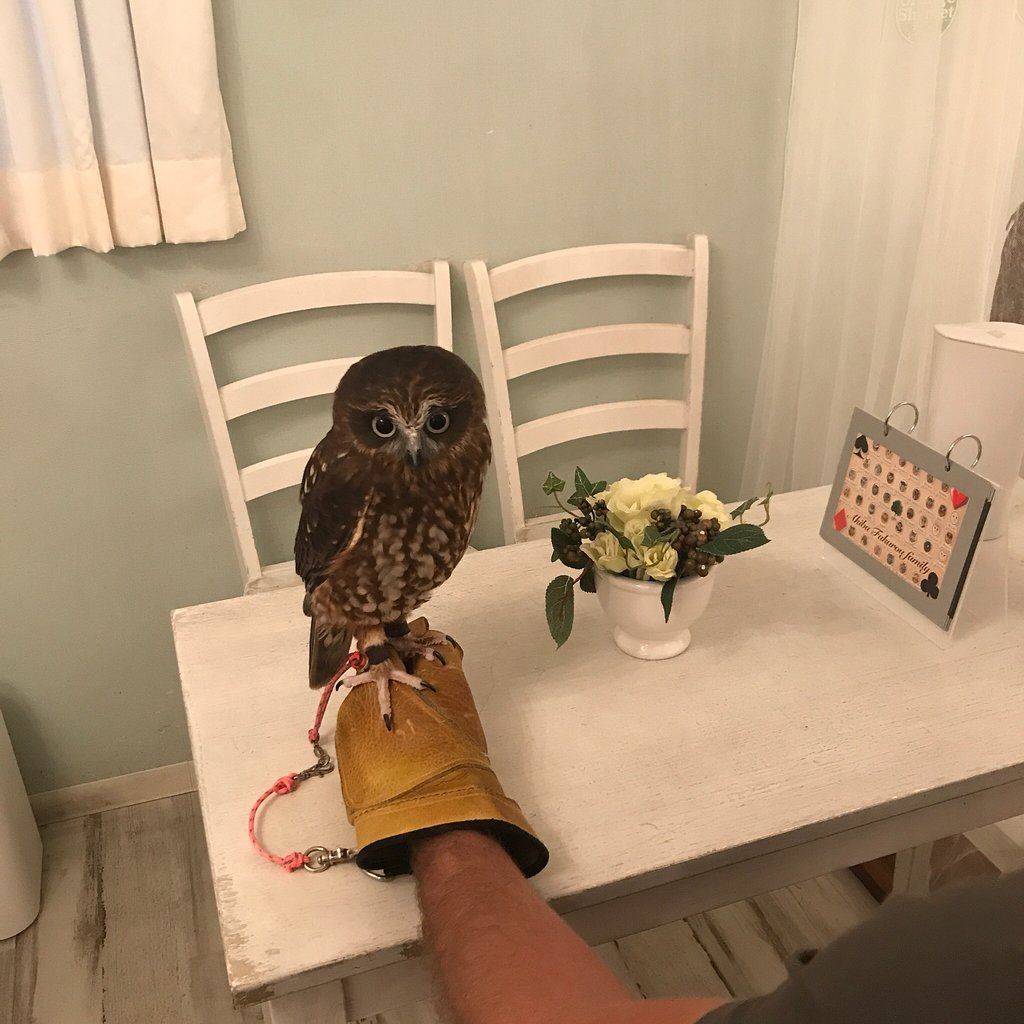 Owl Cafe Akiba Fukurou