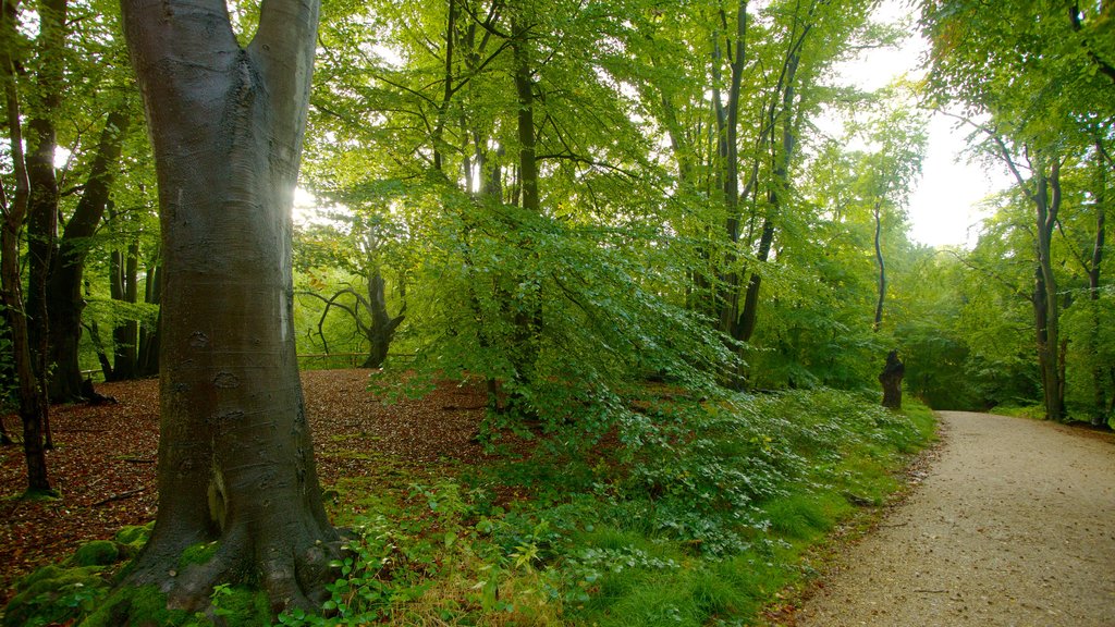 Epping Forest