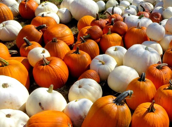 Lyman Orchards