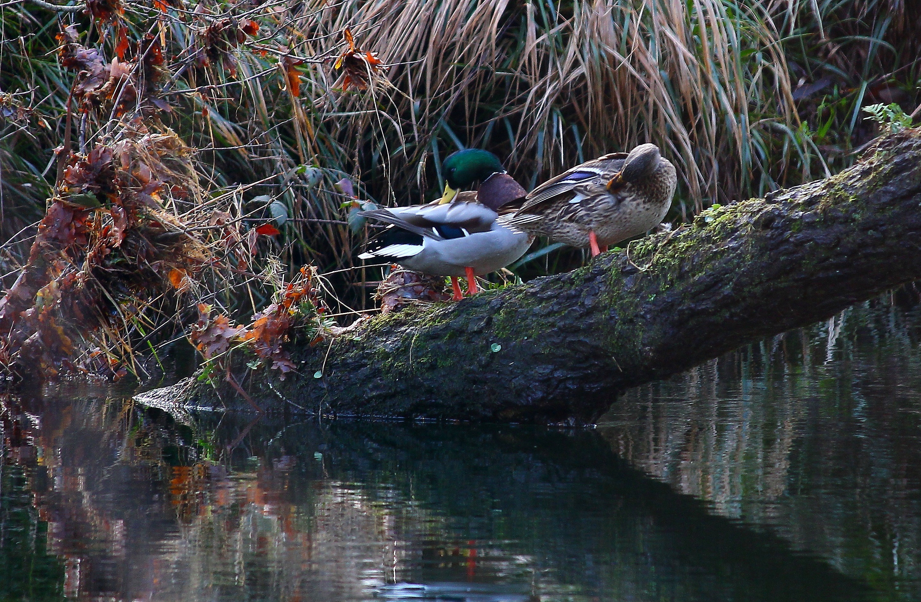 Black Pond Wildlife Management Area