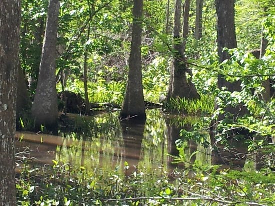 Bluebonnet Swamp Nature Center