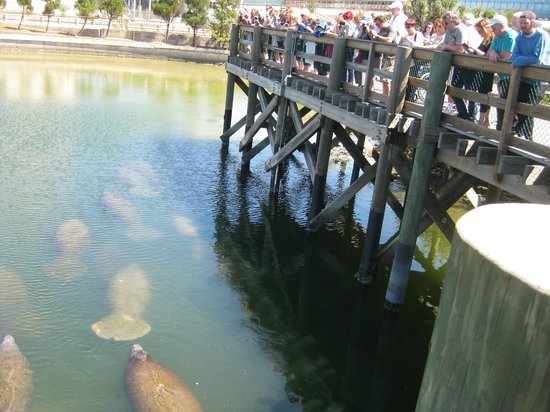 Tampa Electric's Manatee Viewing Center