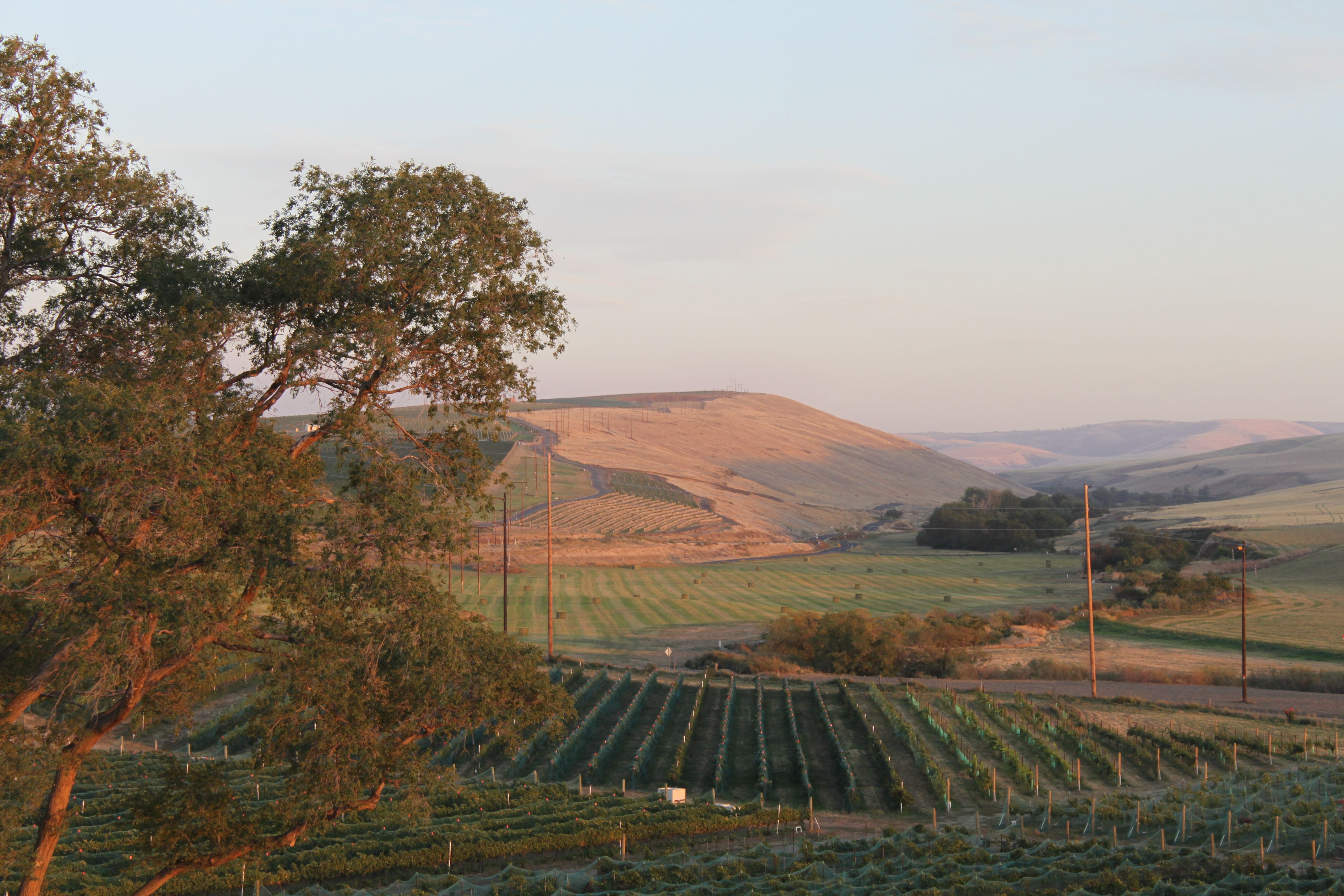 TERO Estates & Flying Trout Wines