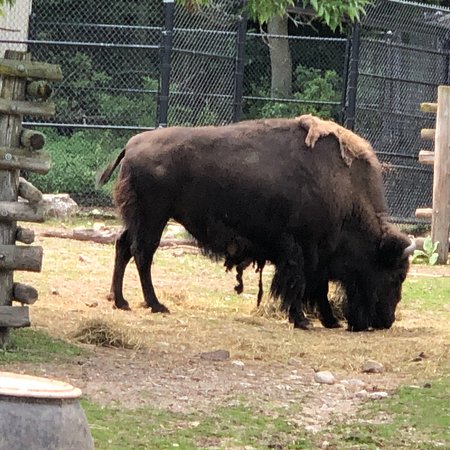 Lincoln Park Zoo