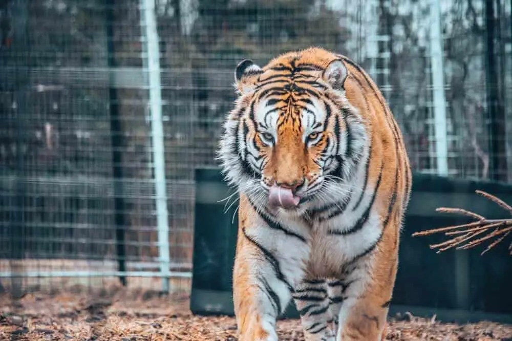 Tiger Creek Wildlife Refuge