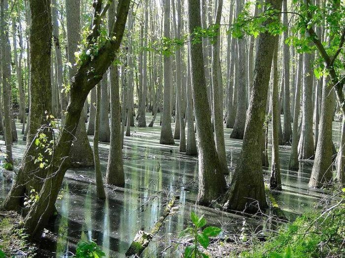 Great Dismal Swamp National Wildlife Refuge