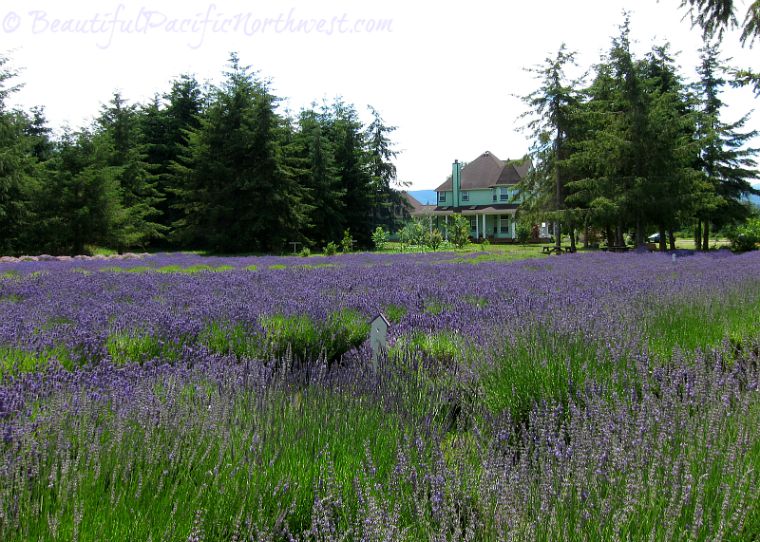 Martha Lane Lavender Farm