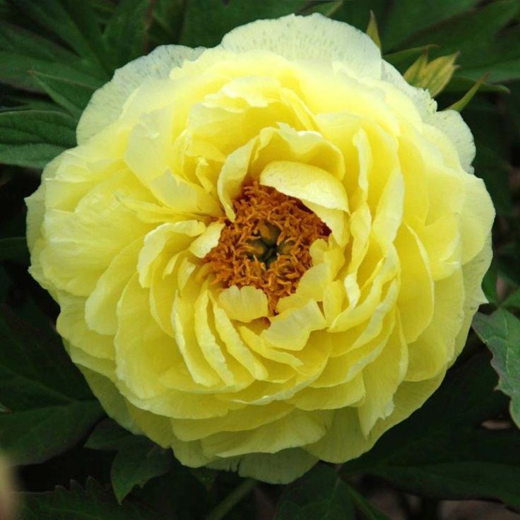 Peony Farms