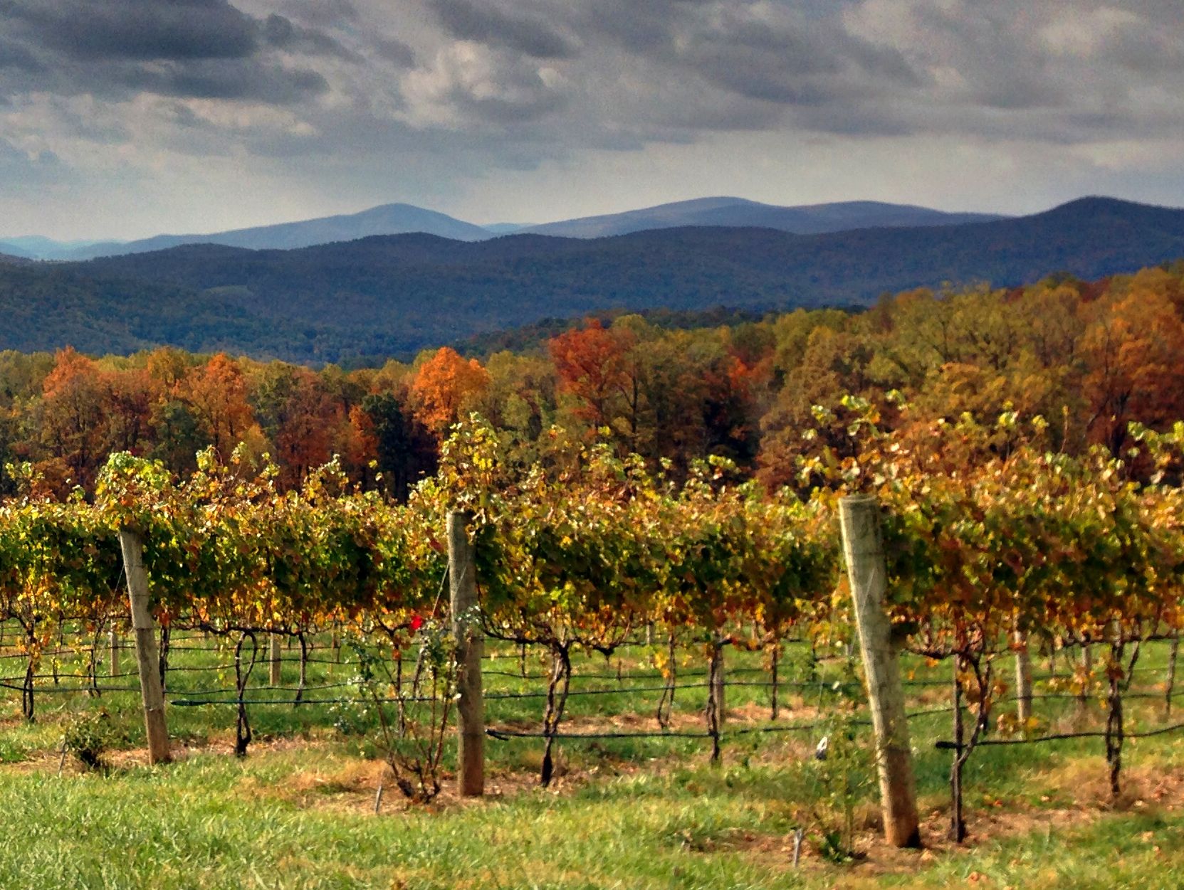Fox Meadow Winery