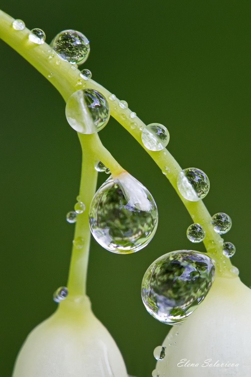 The Dewdrop