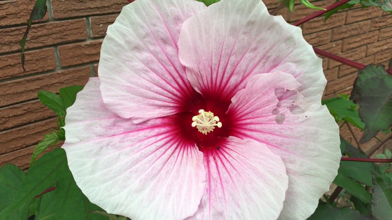 The rose mallow