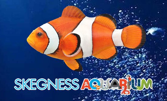 Skegness Aquarium