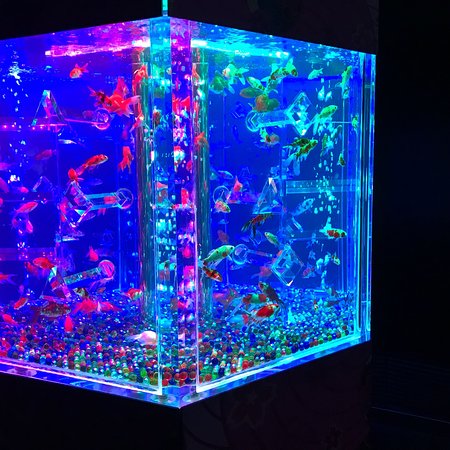 Art Aquarium Nihonbashi