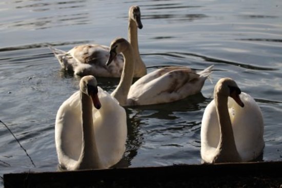 Swan Lake Park