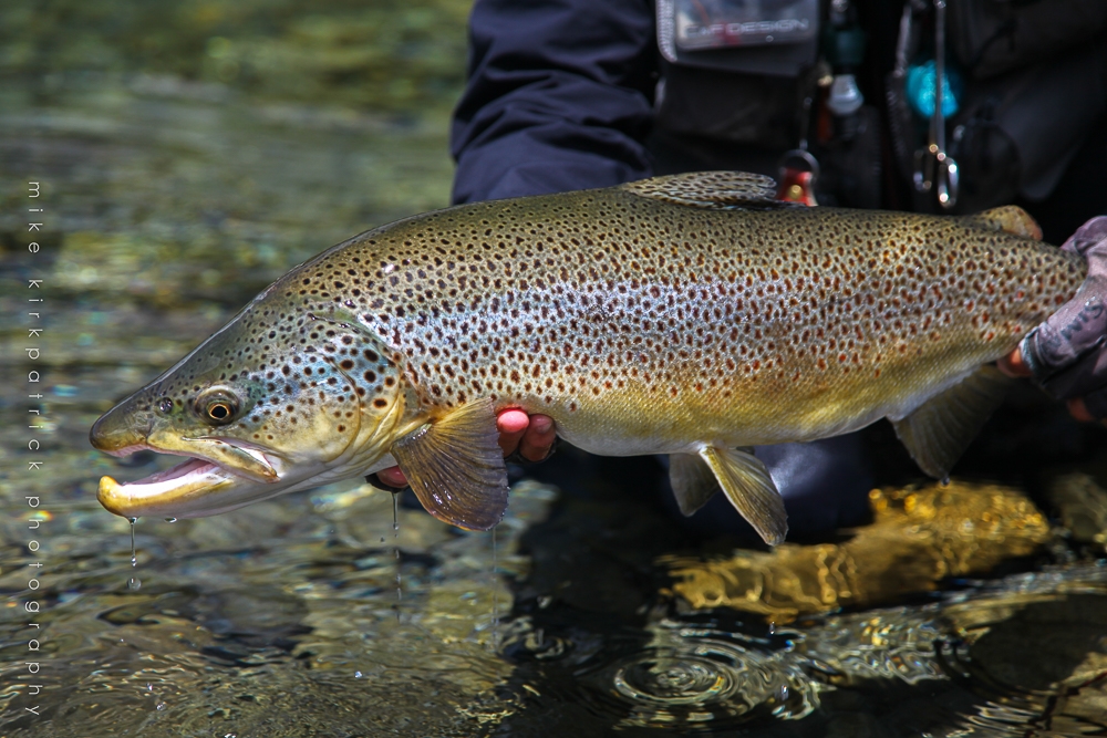 Uenohara Trout Fishing Grounds