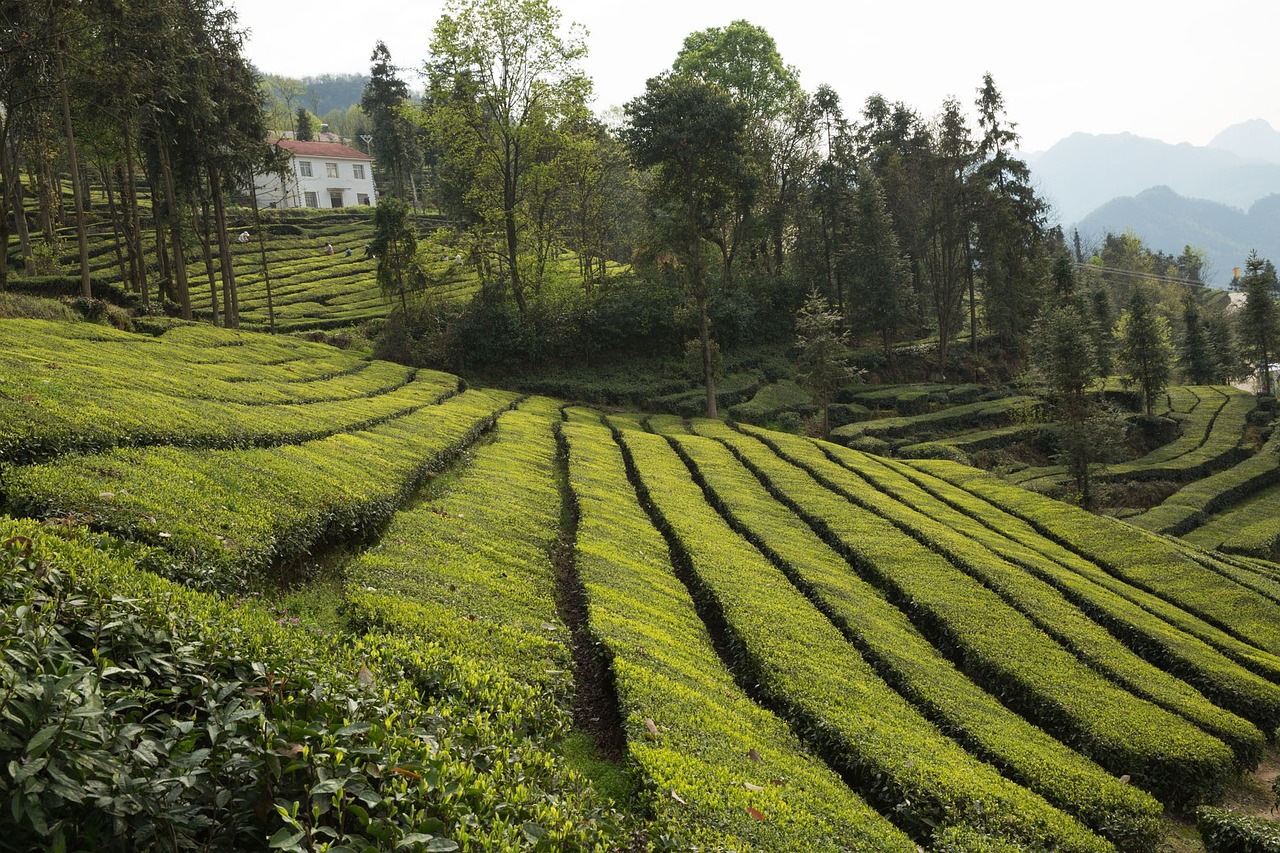 Bihushan Tea Garden