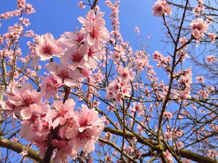 Brogdale Collections