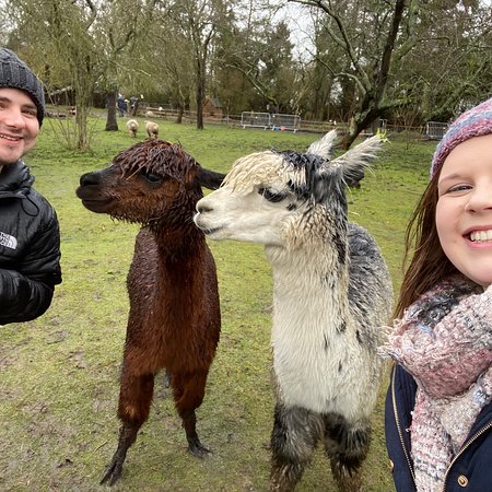 Huckleberry Woods - micro animal adventures