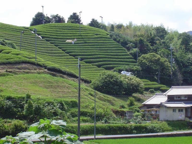 Wazuka Green Farm