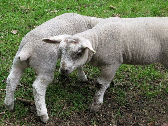 Langleybury Childrens Farm