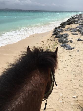 Iejima Beach Side Horse Park